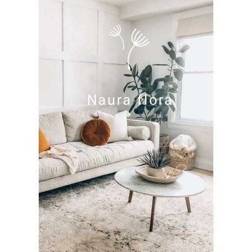 pohon karet kebo hijau rubber plant Tinggi 60-80cm