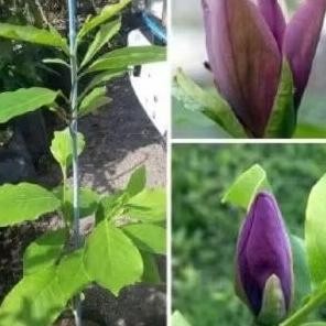 Bibit Tanaman Kembang gading Ungu/Kantil Ungu Asli Olkulasi Tempel Cepat Berbunga