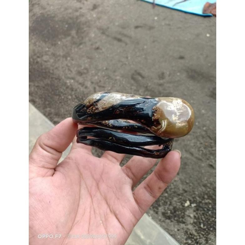 gelang akar bahar hitam bonggol bercabang mulus original berkualitas MURAH