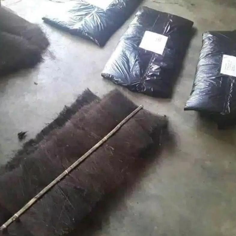 INJUK KAKABAN IKAN BETERNAK TELUR IKAN AST