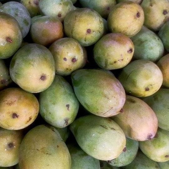 

Cod Mangga Harum Manis Is75