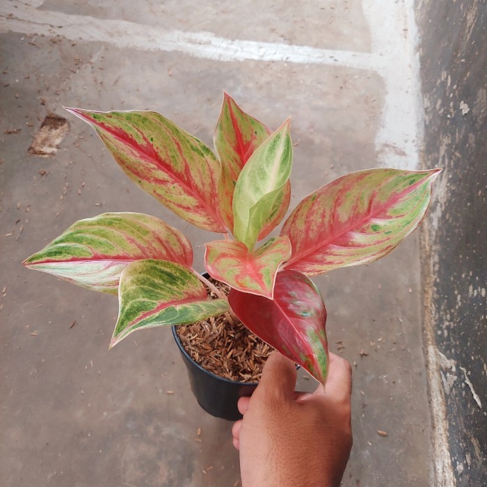 Aglonema Red Panama