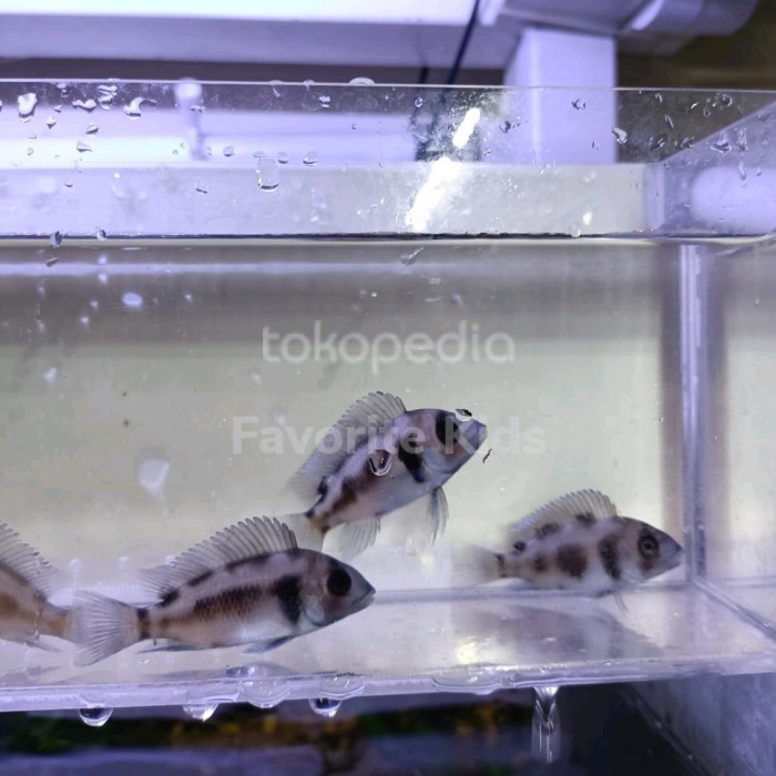 Jual [READY] frontosa black widow / frontosa cichlid blackwidow hiasan aquarium