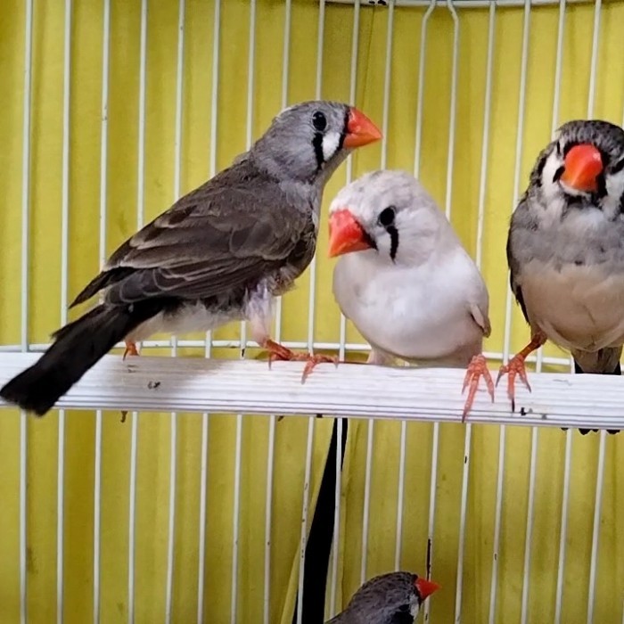 Zebra Finch Burung Hias