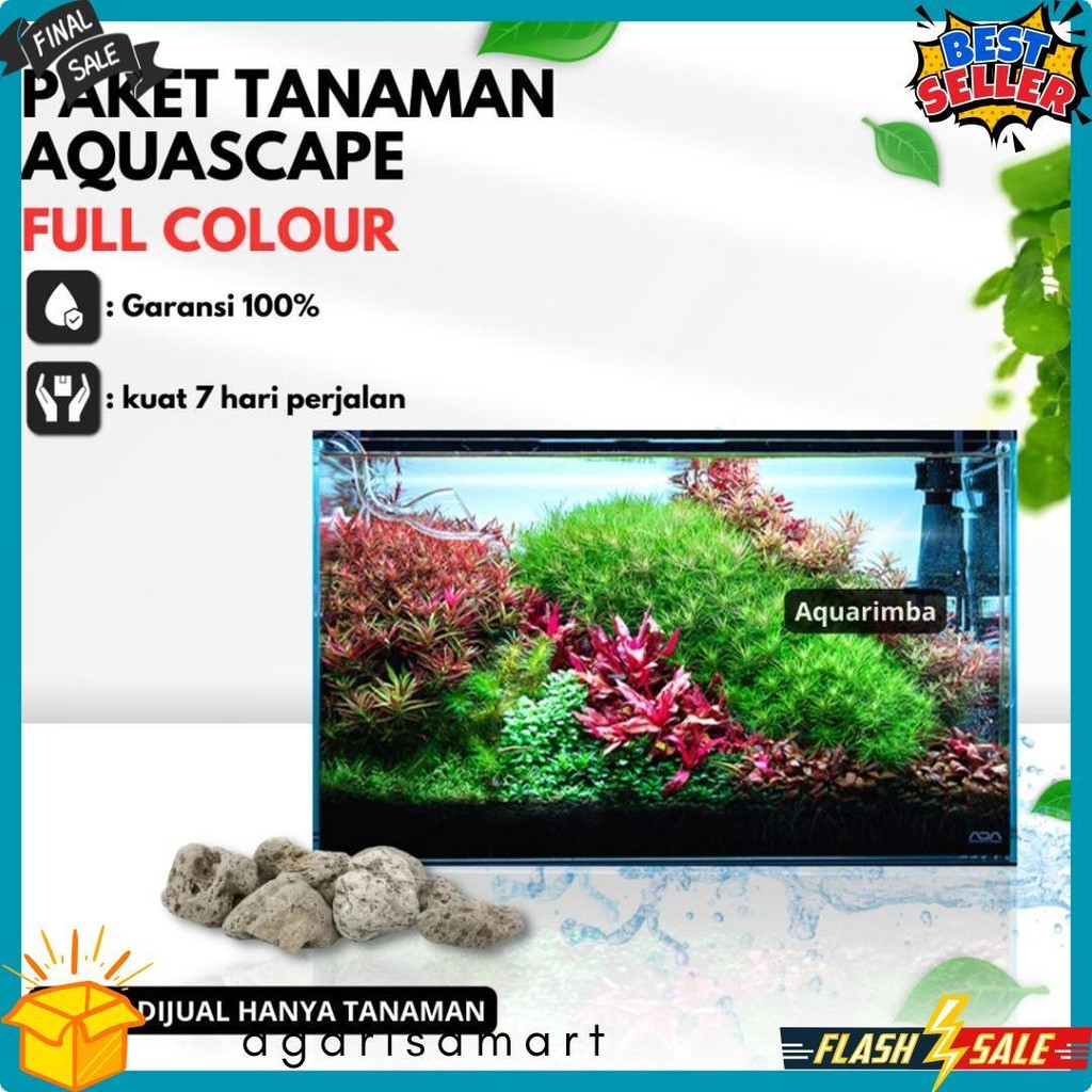Paket Dutch Style  ( Tanaman Aquascape Tumbuhan Air Hidup Hiasan Dekorasi Pohon Rumput Aquarium ) Di