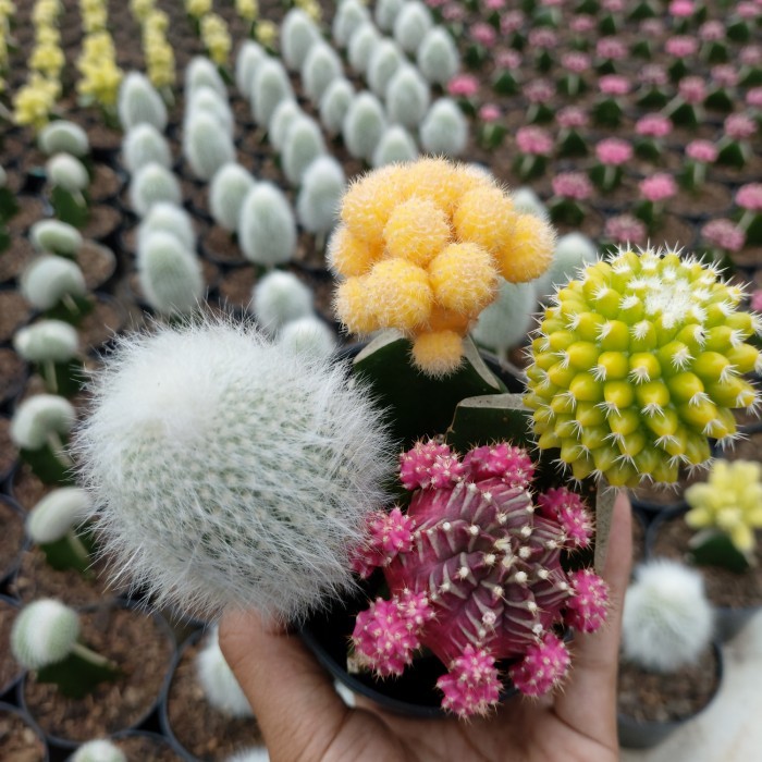 ASLI KAKTUS MINI PAKET GRAFTING KODE 476