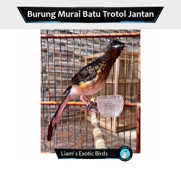 Murai Batu Medan Trotol Jantan Ring Apbn + Bnr + Sertifikat Asli