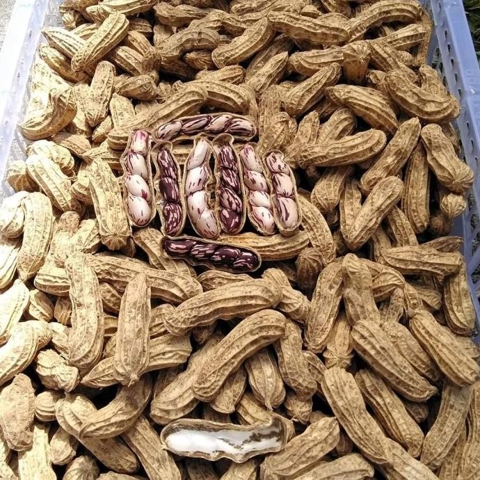

READY STOCK KACANG TANAH MENTAH KULIT 1 KG !!!!!