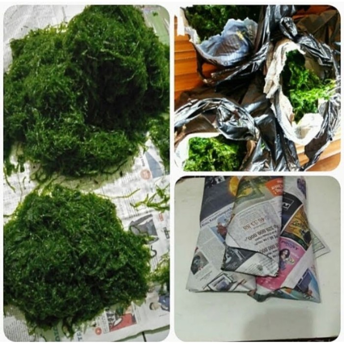 TERBARU Terlaris LUMUT LAUT UMPAN IKAN BISA GOSEND