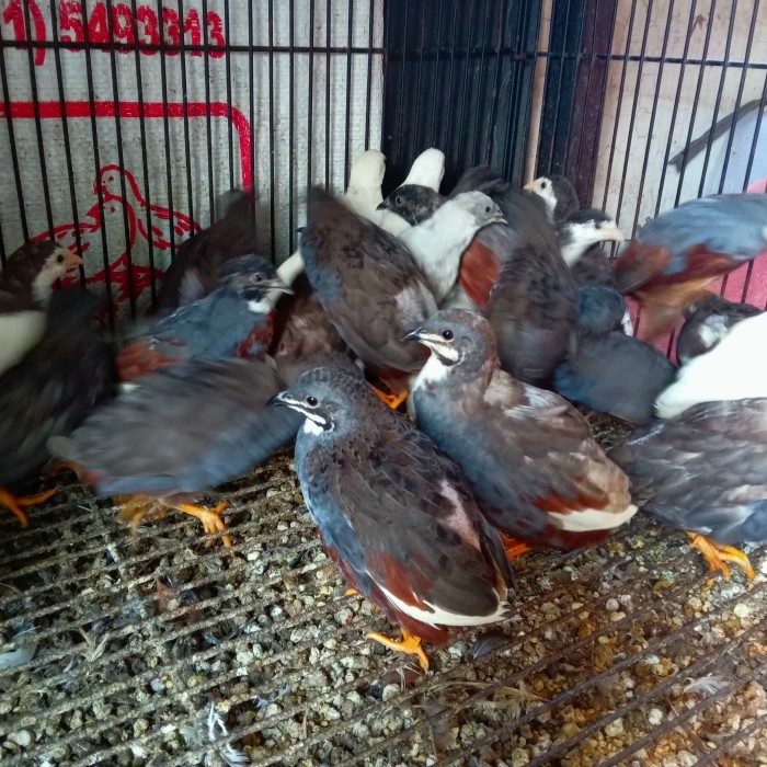 Sepasang Puyuh Batu Burung Hias Aviary