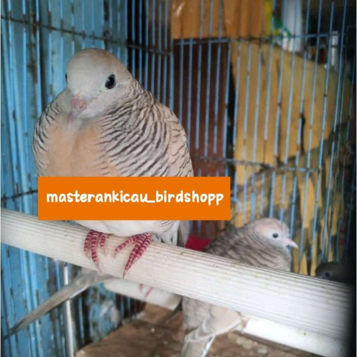 burung perkutut udan mas pasti Hokky