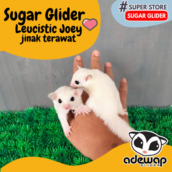 Sugar Glider Leucistic Joey Jinak Putih Bersih Murah