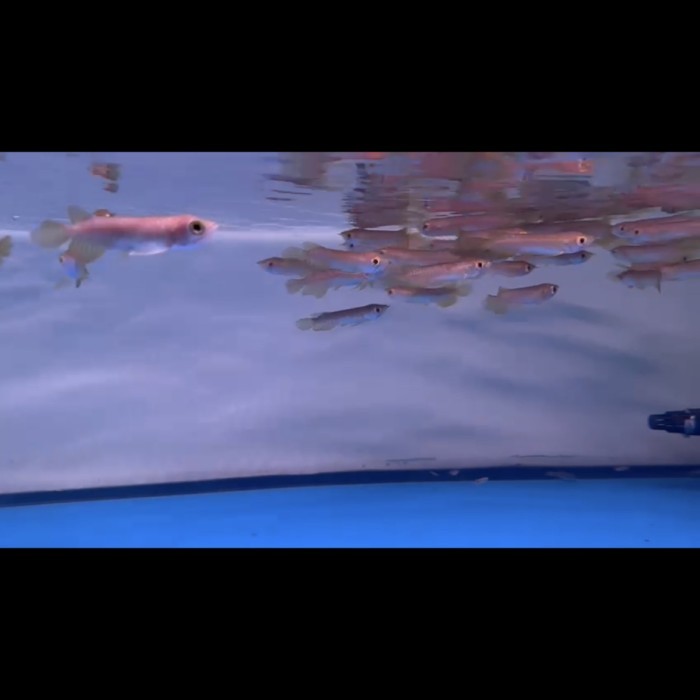 Arowana Green Pino 9cm promo ( kosongan / non serti )