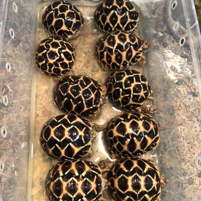 Indian Star Tortoise / Kura Darat istar
