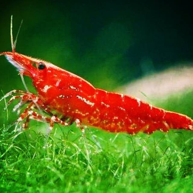 TERBAIK red cherry RCS - Udang hias aquarium