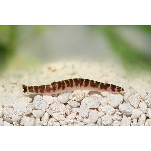 TERPERCAYA Kuhli Loach - Ikan Hias Pembersih Lumut Aquascape Aquarium