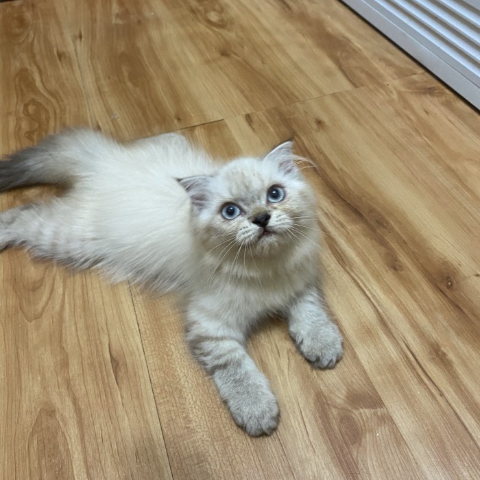 Kucing himalayan fold telinga lipat betina kitten 3 bln