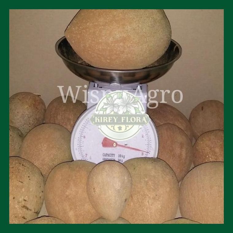 Pohon Mamey Sapote Hasil Sambung Pucuk (Okulasi)