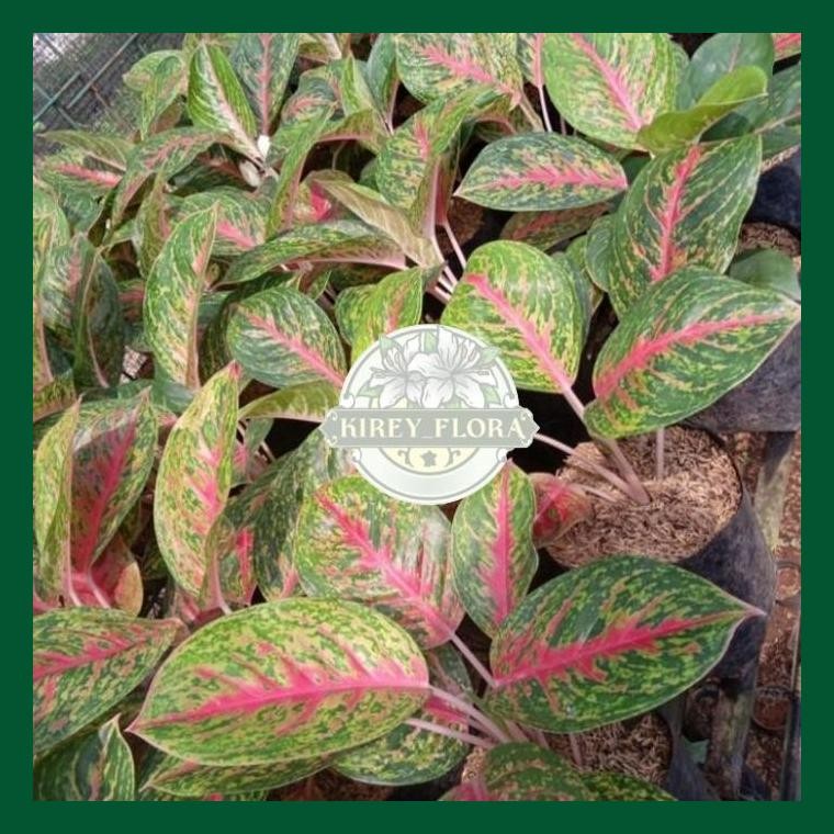 Tanaman Hias Aglonema Big Mama - Aglonema Big Mama