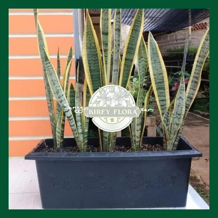 Paket Hemat Lidah Mertua Rimbun + Pot Panjang Murah