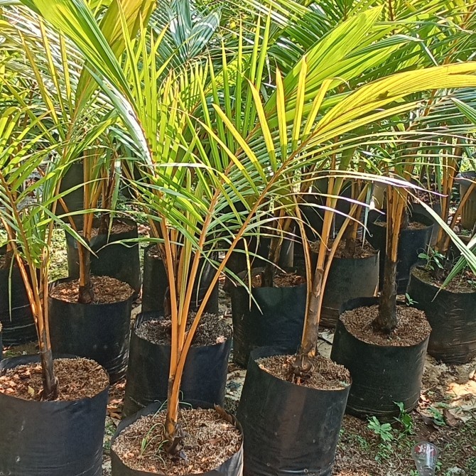 PROMO ~`~ Kelapa gading - bibit kelapa gading / kelapa kuning ~~~
