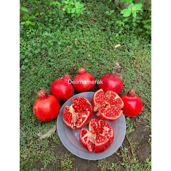 

Promo Buah Delima Merah Spanyol 1Kg Biji Lunak Dan Manis