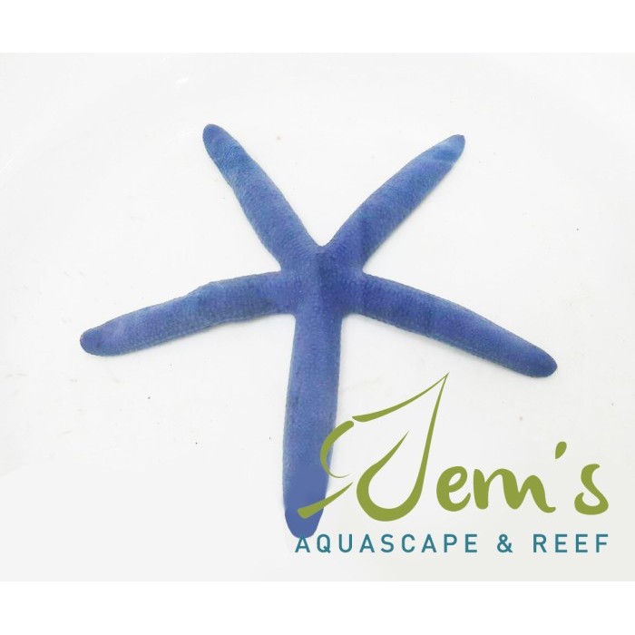 

Bintang Biru (Blue Linckia Seastar)