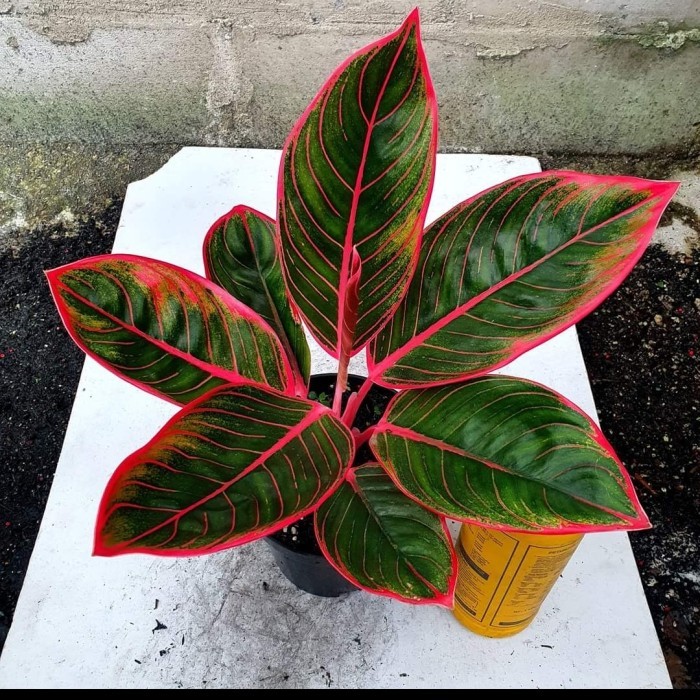 PROMO Aglonema Khanza Remaja