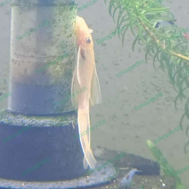 BERMUTU Brushmouth Slayer BLUE EYE / PLECO L144 algae eater hiasan aquarium