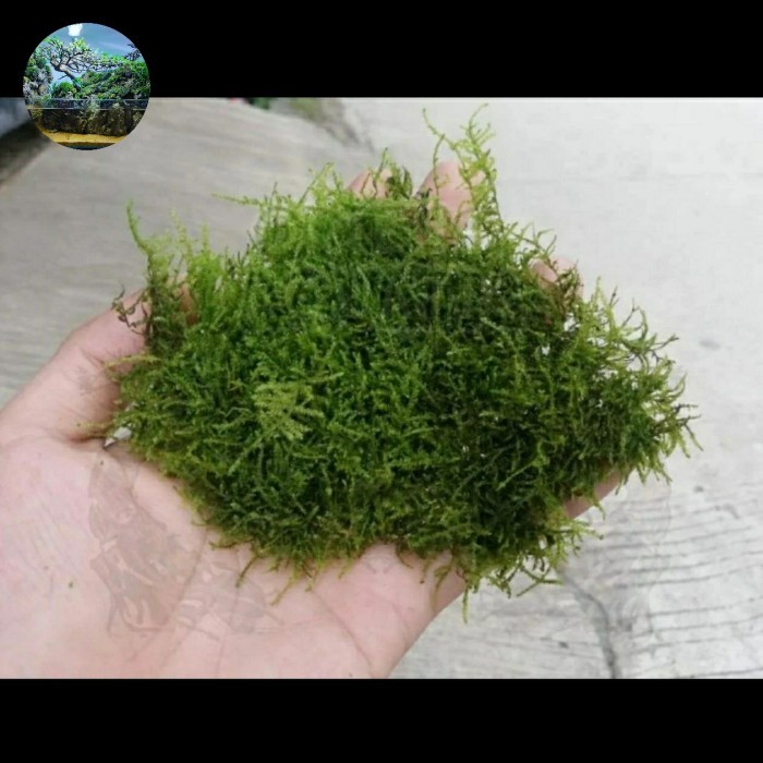 SPECIAL Java Moss Clump 1KG Moss Aquarium Aquascape