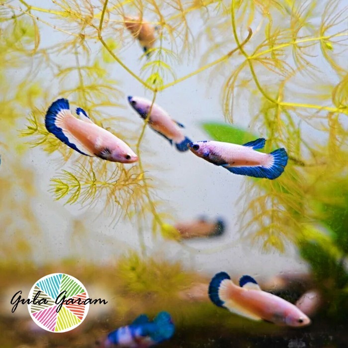 GRATIS ONGKIR Cupang Betina Blue Rim Ikan Hias Aquascape Hiasan Aquarium Tanaman Air