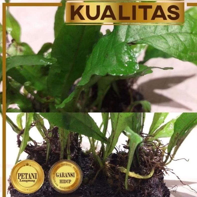 Best Seller Paket isi 5 Lempeng Pakis Tanaman Air Aquascape Kadaka Java Fern Media Lempeng Pakis Kua