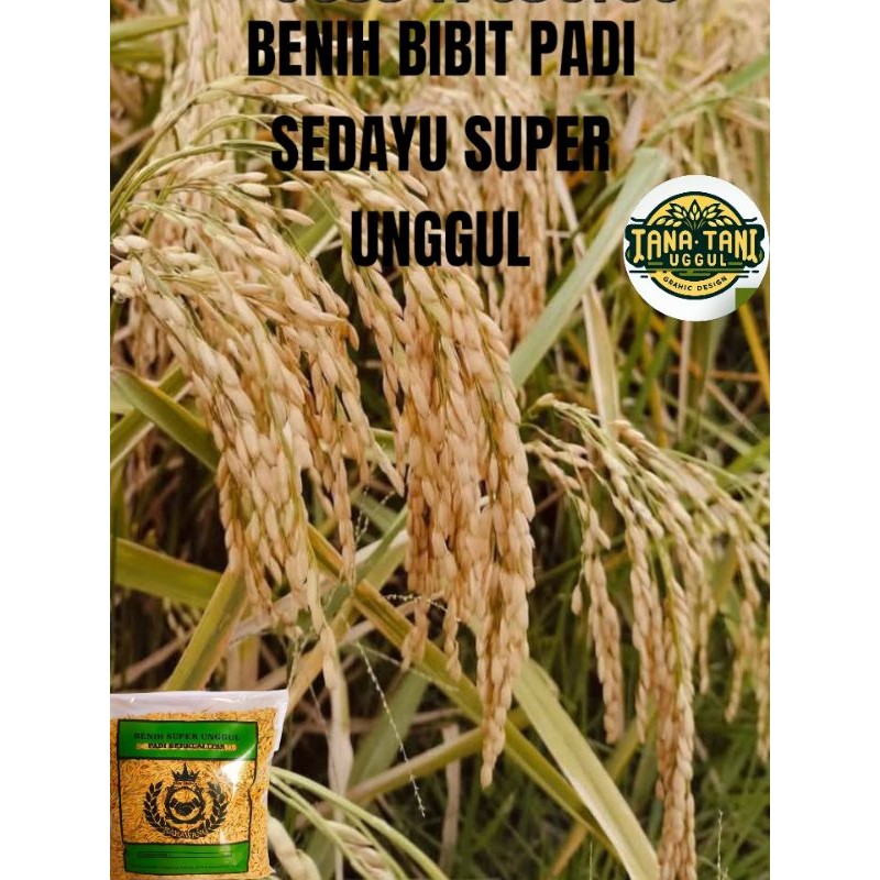 BENIH BIBIT PADI SEDAYU  Super unggul 1kg
