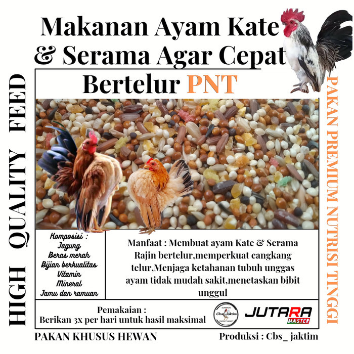 makanan ayam Kate/Serama agar cepat bertelur/pakan bertelur