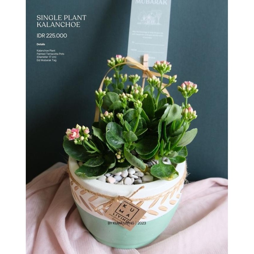 

Hot Sale!, Single Plant Kalanchoe Kuma Living Parcel Idul Fitri / Hampers Lebaran