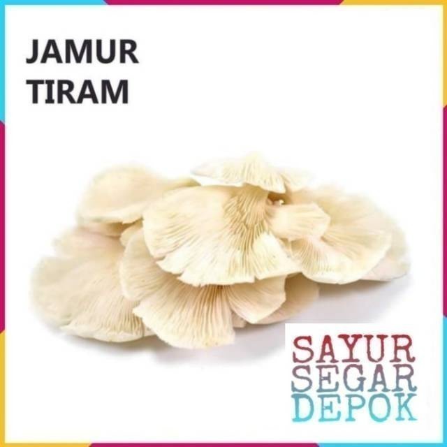 

JAMUR TIRAM