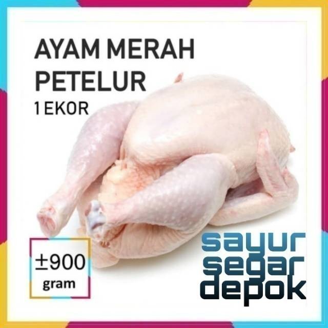 Ayam merah / ayam petelur