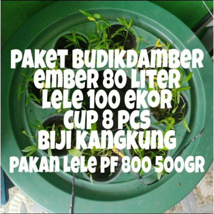 ember ternak lele / budikdamber ikan lele / ember budidaya ikan lele