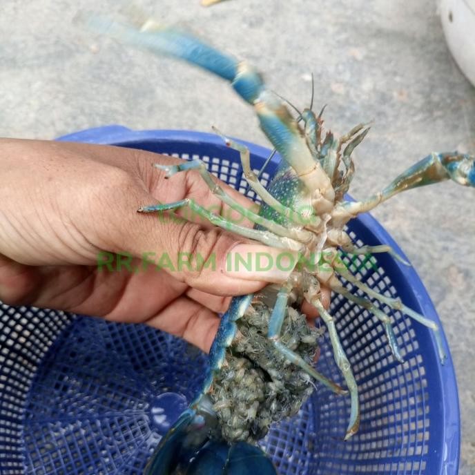 

lobster gendong telur redclaw konsumsi