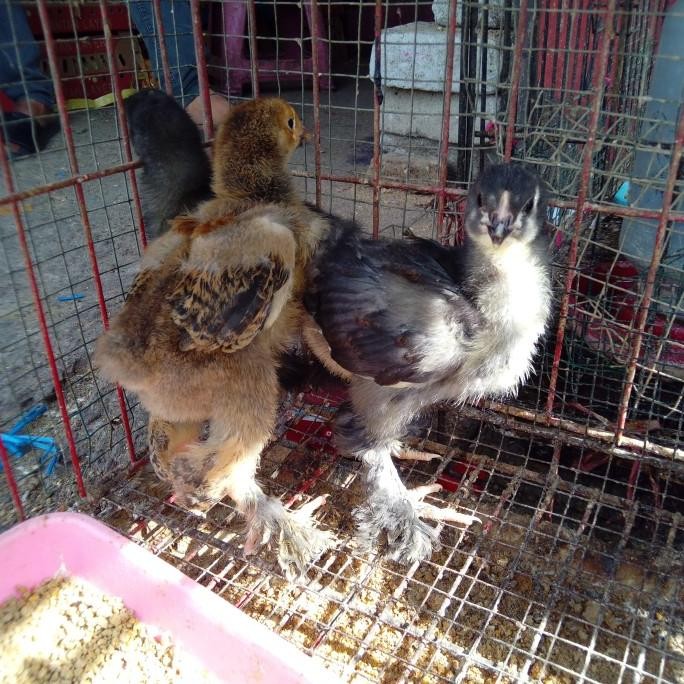 

Ayam Brahma Umur 1 Minggu Beli 10 Gratis 1.