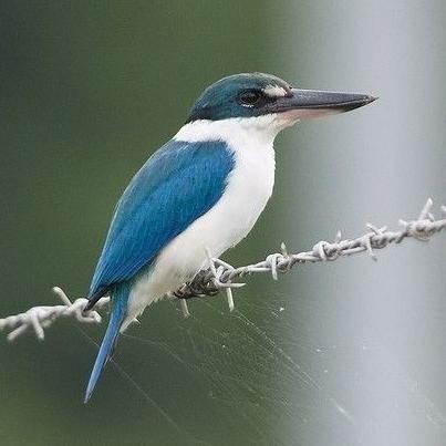 

tengkek udang paruh hitam