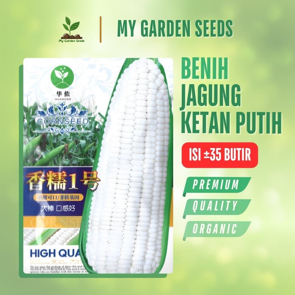 BENIH JAGUNG KETAN PUTIH KEMASAN IMPORT ± 35 BUTIR