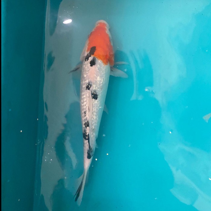 Ikan Koi Sankei Blitar 26-30 Cm Grade A