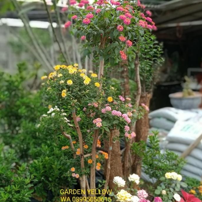 HARGA DISC - TANAMAN HIAS BONSAI BUNGA LANTANA 5 WARNA TINGGI 1,5 METER