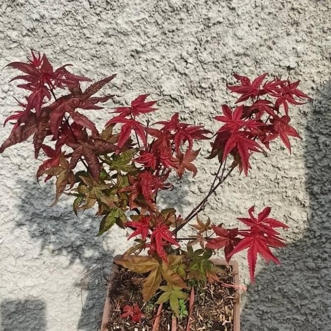 tanaman hias Japanese red maple // bibit bonsai red maple