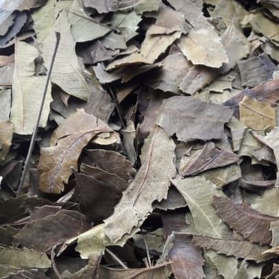

Daun Mimba Kering 1/2kg