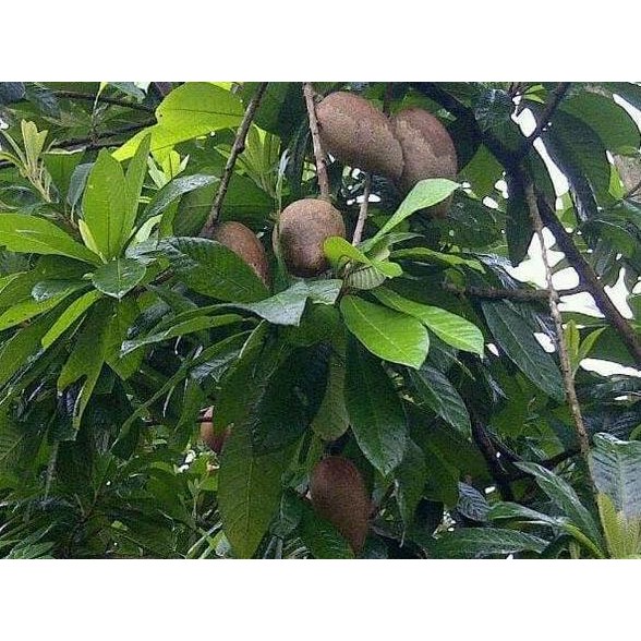 PREMIUM produc bibit tanaman buah mamey sapote magana