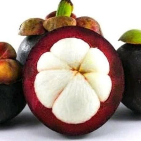 PREMIUM BIBIT MANGGIS BIJI KECIL, TANAMAN BUAH MANGGIS BIJI KECIL ASLI