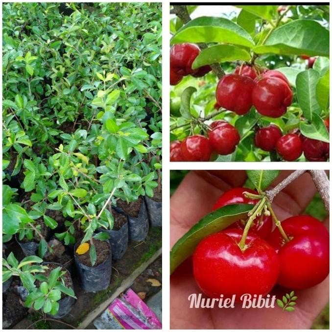 PREMIUM bibit Chery/ceri/cerry vietnam pohon tanaman buah bisa berubah