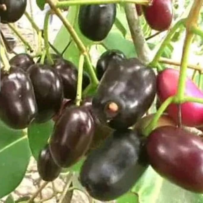 PREMIUM tanaman buah jamblang hitam / duwet putih / berbunga / berbuah